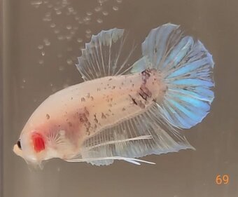 Bojovnica samec shorttail - 2