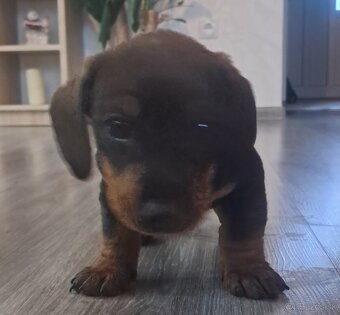 Predám šteniatka jazvečík. - 2