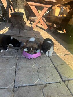 Šteniatka mix border kólie. - 2