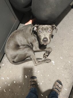 Darujem cane corso - 2