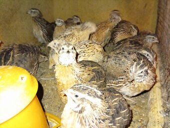 Japonske prepelice. - 2