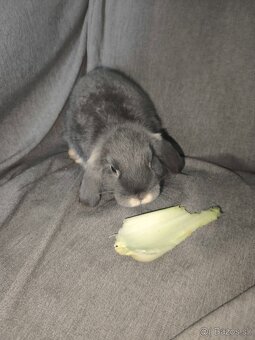 Zakrslý beranek - 2