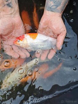 koi kapre - 2