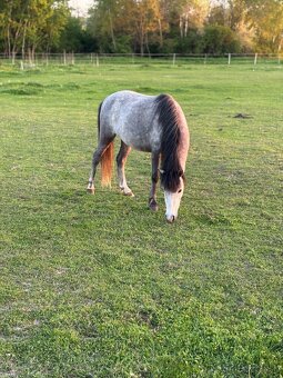 Pony kobylka - 2