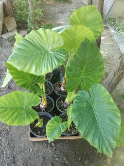 Colocasia esculenta(Slonie ucho) zakor sadenice prisposobene - 2