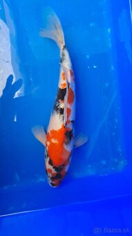 Koi Kapre - 2