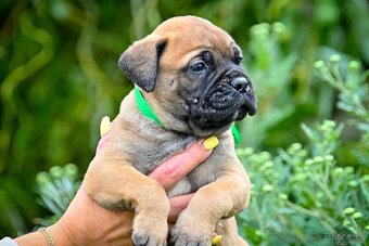 Bullmastiff, Bullmastif, Bulmastif štěňátka s PP - 2