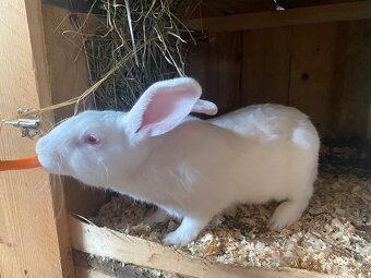 Hyla pripustená Dalmatinským rexom ČŽ - 2