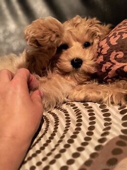 Maltipoo - 2