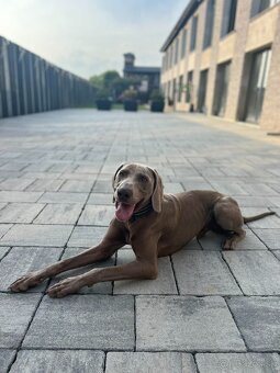 Weimarský stavač - 2