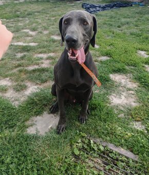 Darujem do dobrých rúk - 2