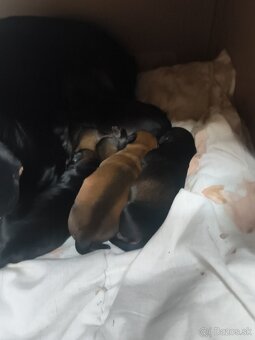 Trpaslíci jazvečík - 2