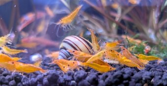 Predám krevety Neocaridina davidi - Orange - 2