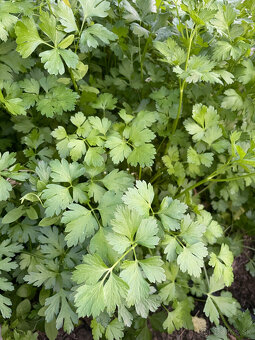 Semienka-koriander,petržlen vňaťový,smraďošky (aksamietnice) - 2