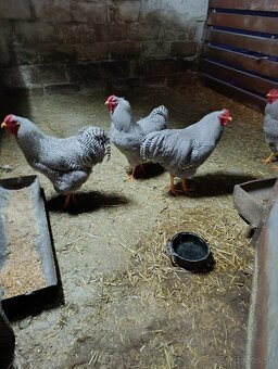 Predám kohútov - 2