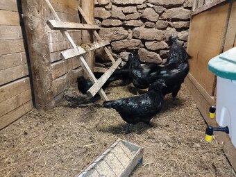 Ayam cemani kuriatka - 2