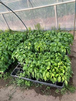 Priesady/Planty - 2