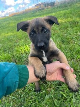Belgický ovčiak-Malinois - 2