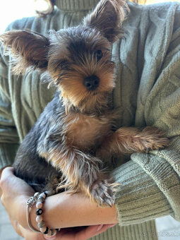 Baricsfarma ponúka na predaj mini yorkshirského teriéra - 2