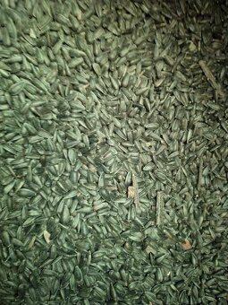 SLNECNICA čierna - 2