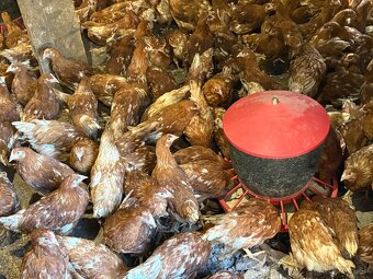 Sliepky Mládky Nosnice Lohman - 2