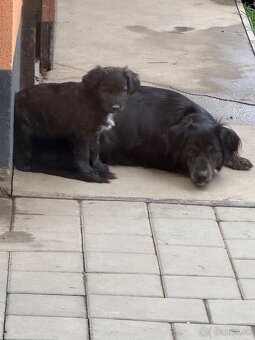 Darujem - šteniatko - 2