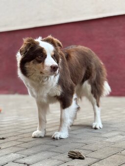 Border kólia hnedobiela fenka - 2