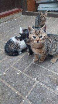 Darujem maciatka - 2