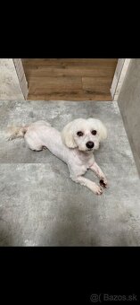 darujem maltezaka psika - 2