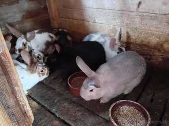 králiky na chov a mäso - 2