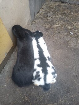 Predám králiky - 2