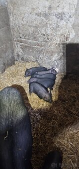 Predám vietnamské prasiatka - 2