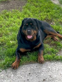 Rottweiler - 2