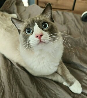 Ponúkam kocúra Ragdoll na krytie - 2
