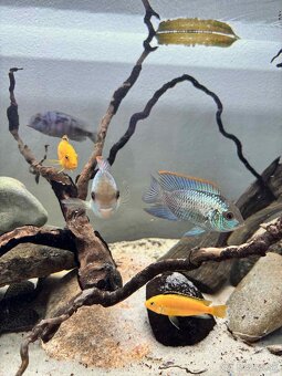 Akara modrá, prisavnik, africké cichlidy - 2