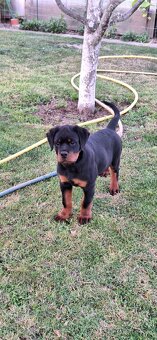 Steniatka rottweilera,rotvajlera,rtw,rotty s PP - 2