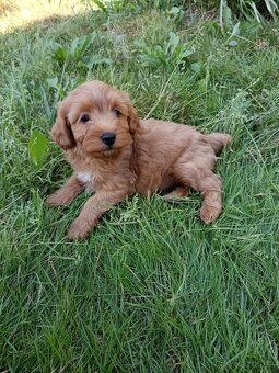Maltipoo,maltipo - 2