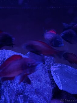 Tropheus Moliro - 2