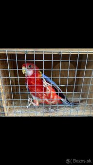 Rozela opalin - 2
