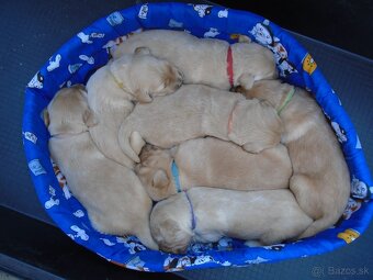 Zlatý retriever šteniatka - 2