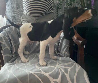 Polovnická šteniatka Švajčiarsky ďurič - Bernský ďurić s PP - 2