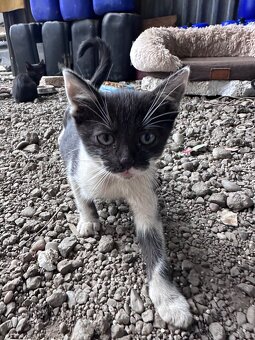 Darujem mačiatka - 2