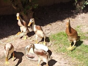 Predám indické bežce - 2