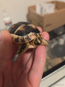 Suchozemska korytnačka - 2