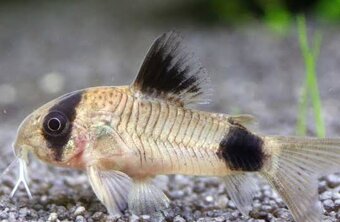 Akvarijné rybičky - 2