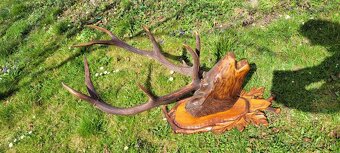 Predám poľovnícku trofej. - 2