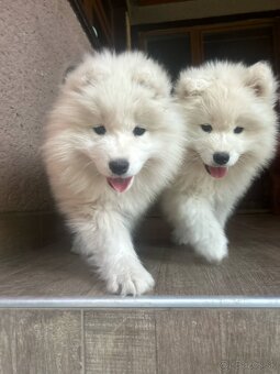 Samojed - 2