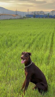 Doberman krytie - 2