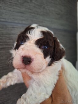 Lagotto romagnolo s PP (italský vodní pes) - 2