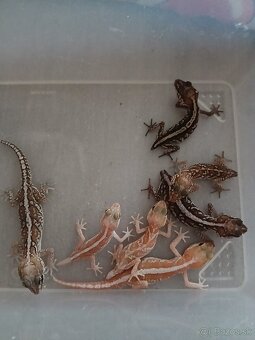 Gekon madagaskarsky - 2